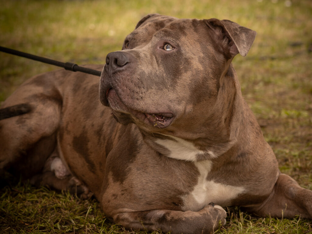 Hund liegt entspannt im Gras