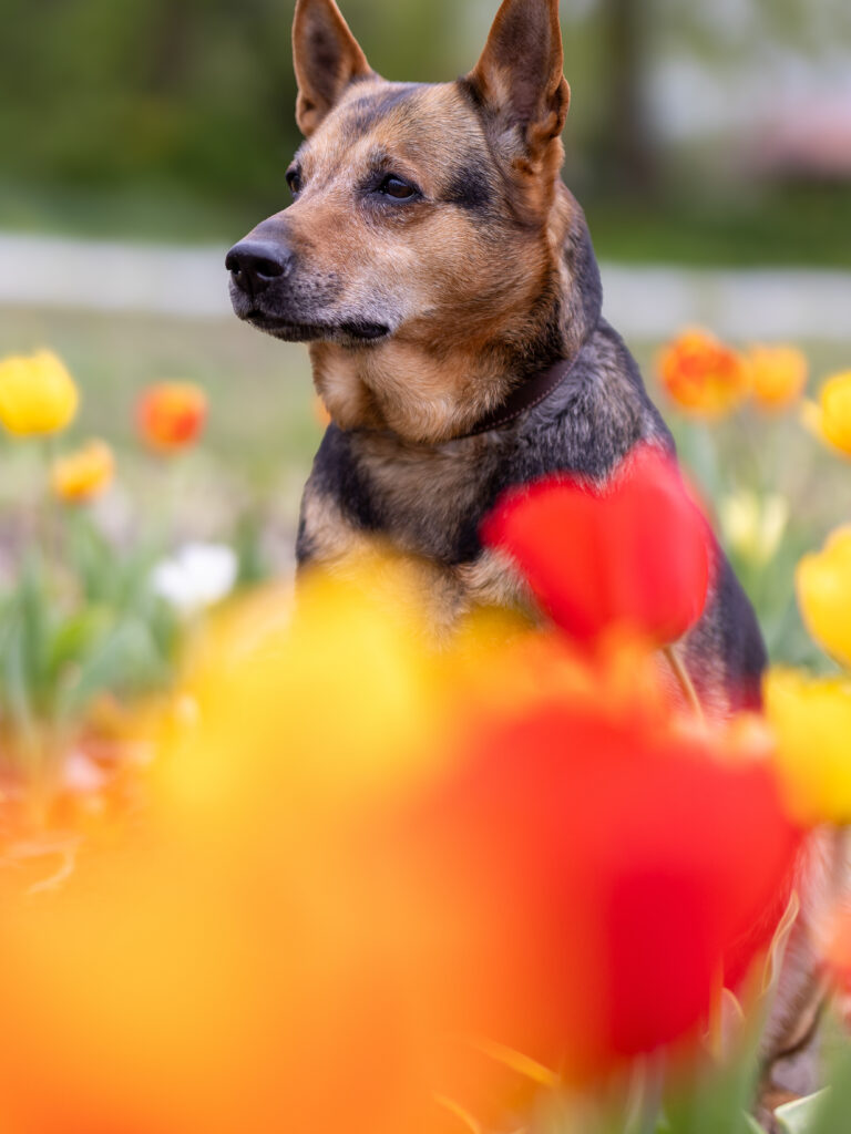 Schäferhund zwischen bunten Tulpen
