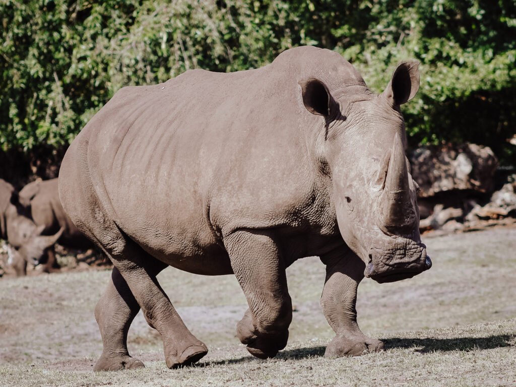 Nashorn im Zoo