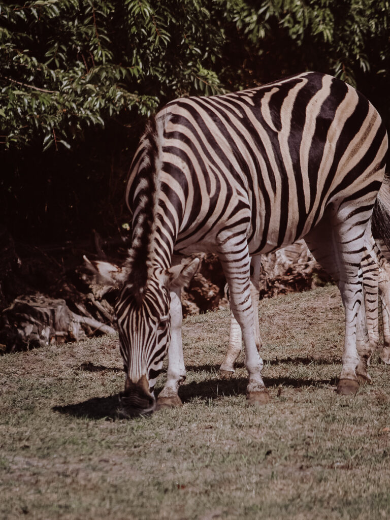 Zebra beim Grasen