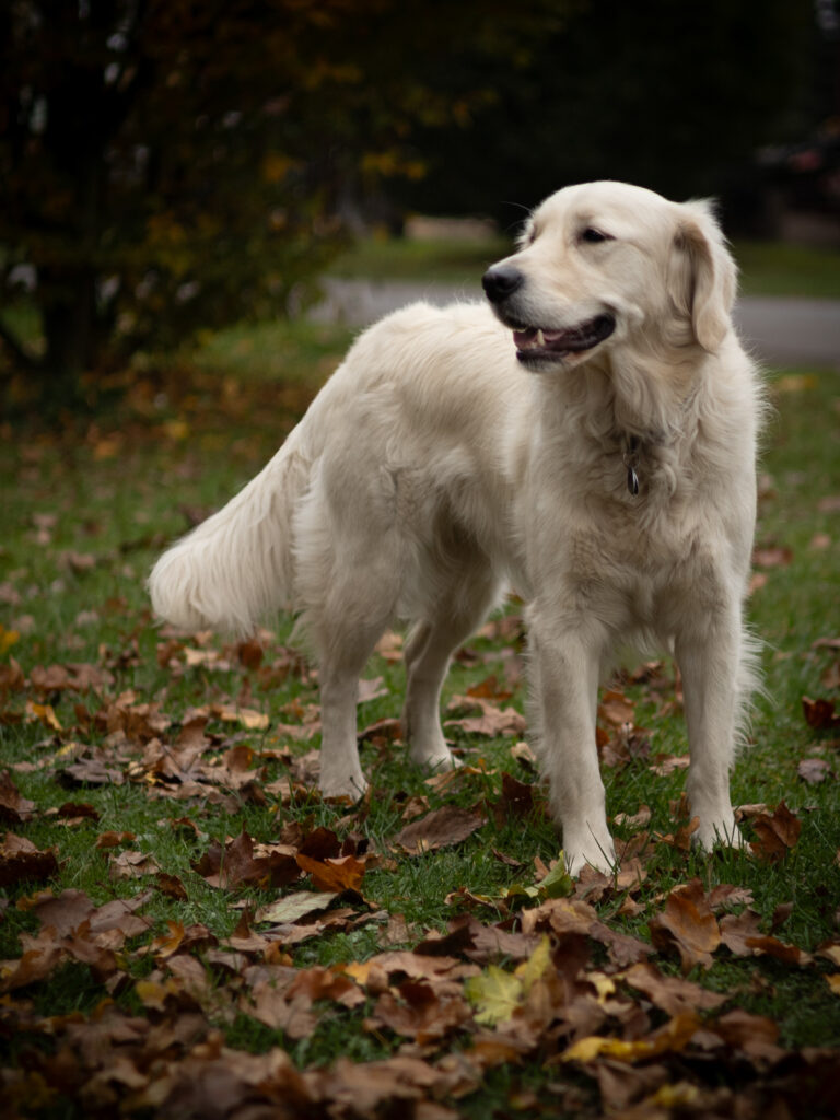 Heller Hund im Herbstlaub