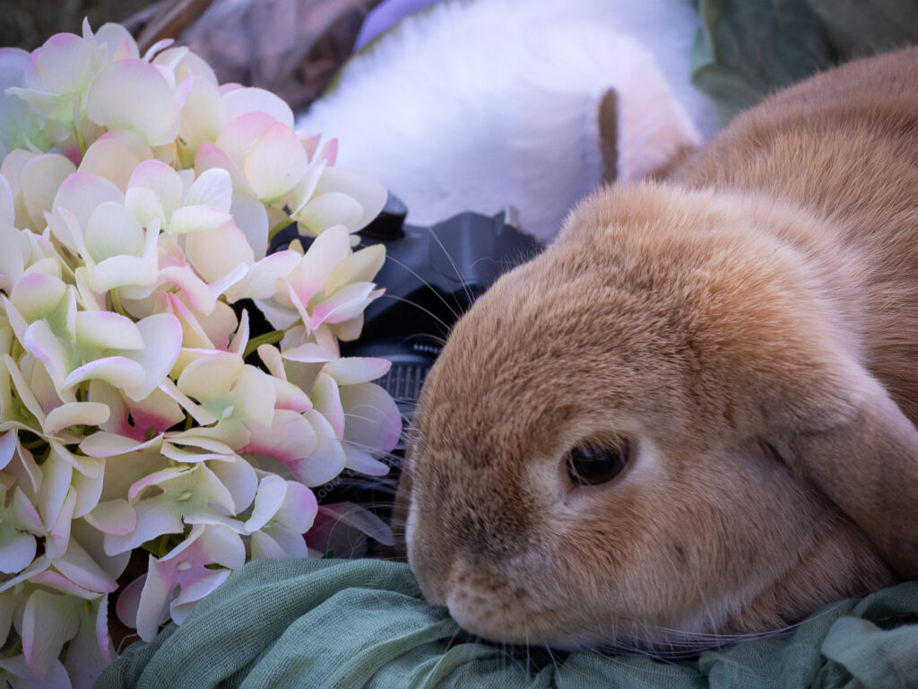 Kaninchen zwischen Blumen