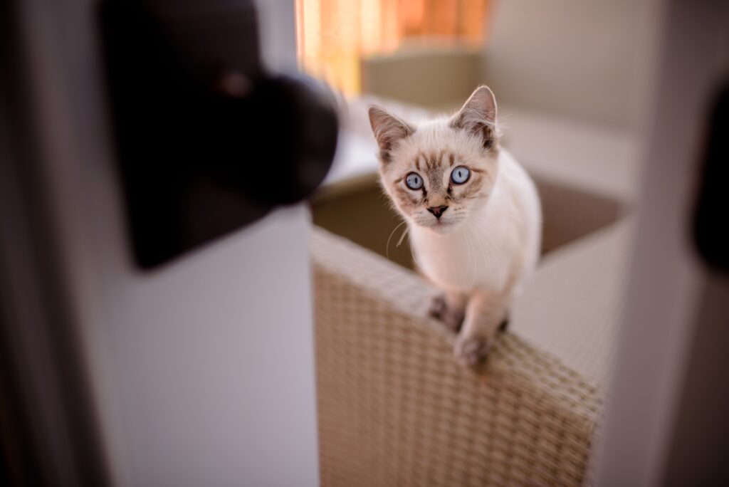 Katze schaut neugierig um die Ecke